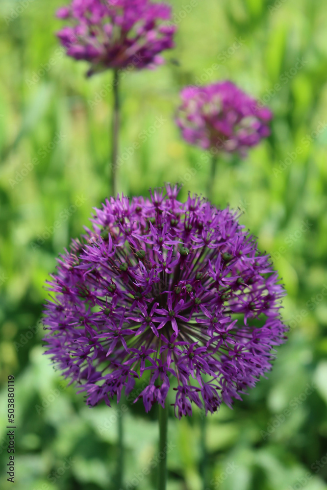 Allium 'Purple Sensation' in bloom in the garden on springitme. Ornamental Allium Giganteum Allium 'Purple Sensation' in bloom in the garden on springitme. Ornamental Allium Giganteum