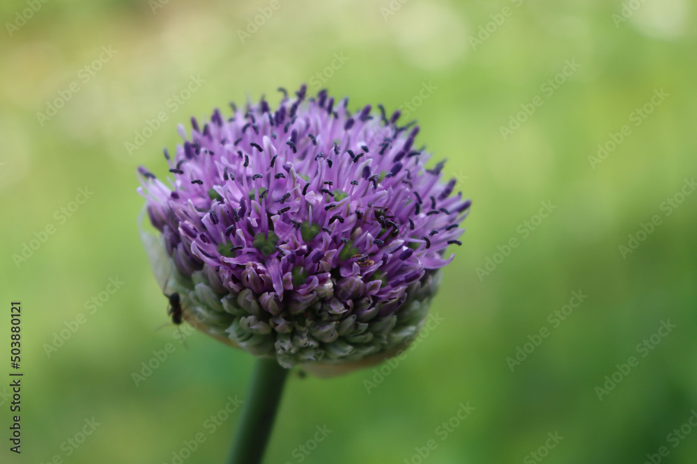 Allium 'Purple Sensation' in bloom in the garden on springitme. Ornamental Allium Giganteum Allium 'Purple Sensation' in bloom in the garden on springitme. Ornamental Allium Giganteum