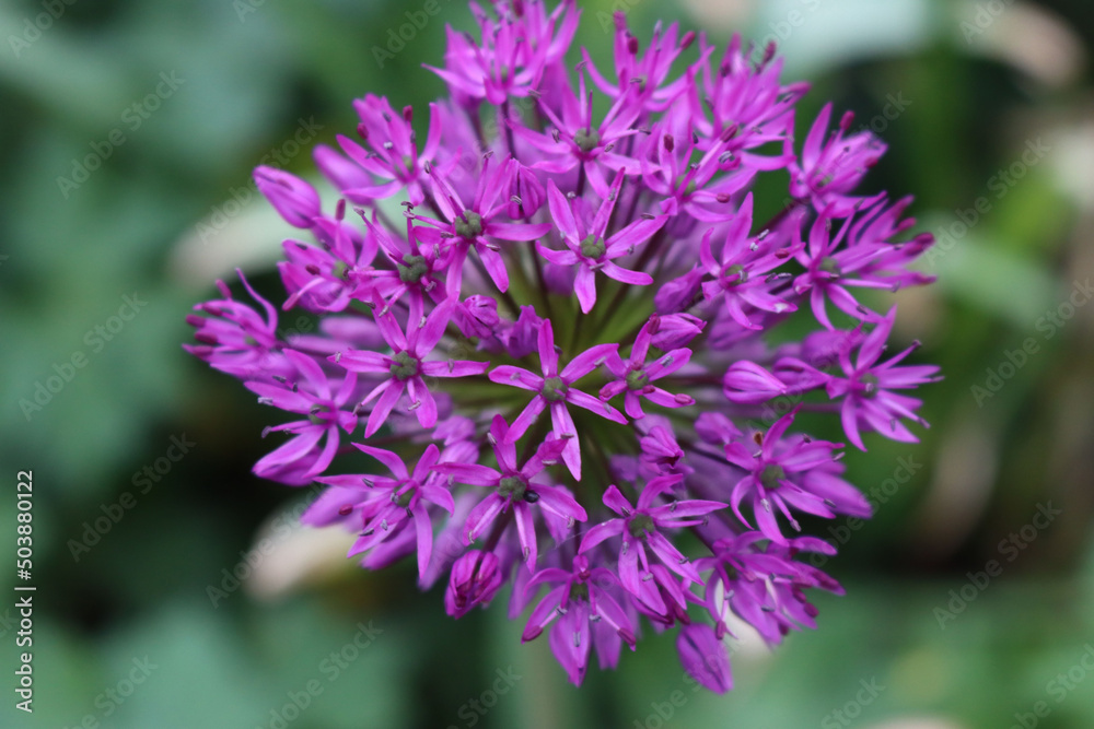 Allium 'Purple Sensation' in bloom in the garden on springitme. Ornamental Allium Giganteum Allium 'Purple Sensation' in bloom in the garden on springitme. Ornamental Allium Giganteum