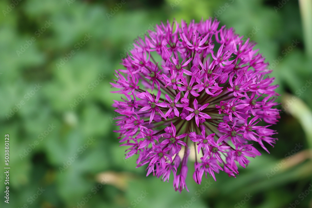 Allium 'Purple Sensation' in bloom in the garden on springitme. Ornamental Allium Giganteum Allium 'Purple Sensation' in bloom in the garden on springitme. Ornamental Allium Giganteum