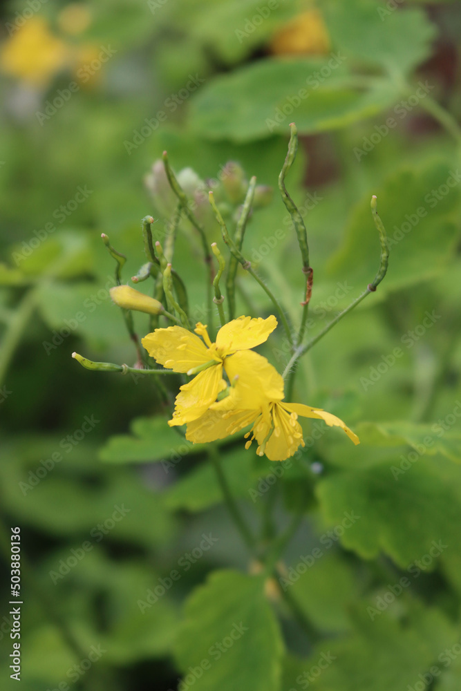 Close-up of Greater Celandine plant with yellow flowers Chelidonium majus plant. Papaveraceae family Close-up of Greater Celandine plant with yellow flowers Chelidonium majus plant. Papaveraceae family