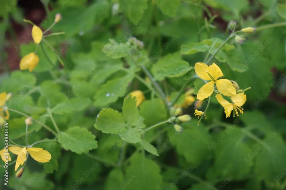 Close-up of Greater Celandine plant with yellow flowers Chelidonium majus plant. Papaveraceae family Close-up of Greater Celandine plant with yellow flowers Chelidonium majus plant. Papaveraceae family