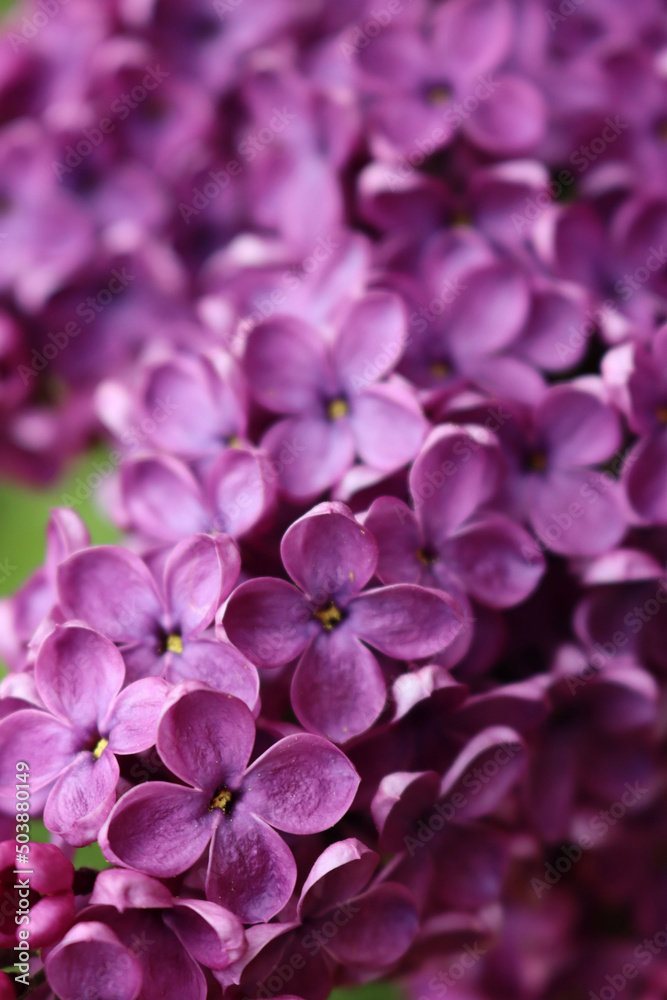 Close-up of Lilac  flowers on branch on selective focus. Syringa vulgaris in bloom. Springtime background