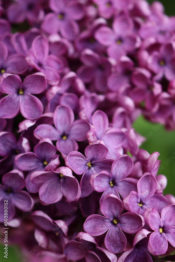 Close-up of Lilac flowers on branch on selective focus. Syringa vulgaris in bloom. Springtime background Close-up of Lilac flowers on branch on selective focus. Syringa vulgaris in bloom. Springtime background