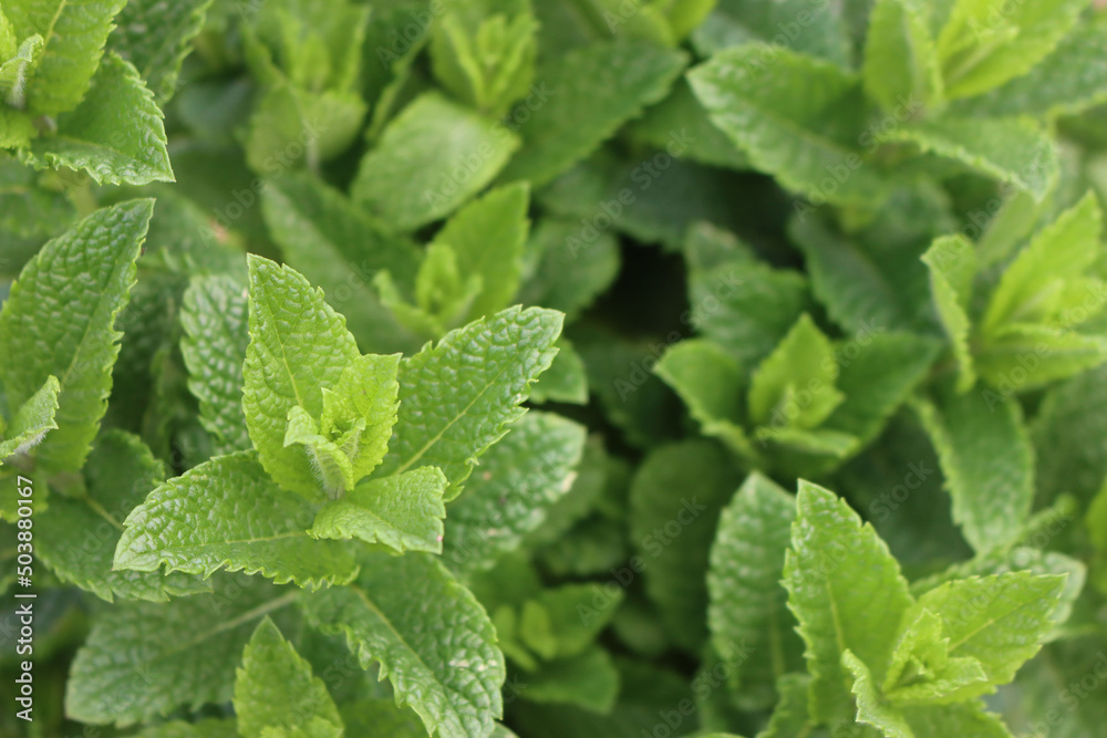 Close-up of green Mint or Peppermint plants in the vegetable garden. Mentha piperita Close-up of green Mint or Peppermint plants in the vegetable garden. Mentha piperita