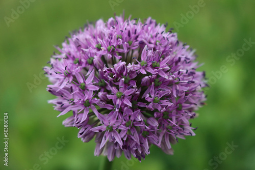 Allium  Purple Sensation  in bloom in the garden on springitme. Ornamental Allium Giganteum