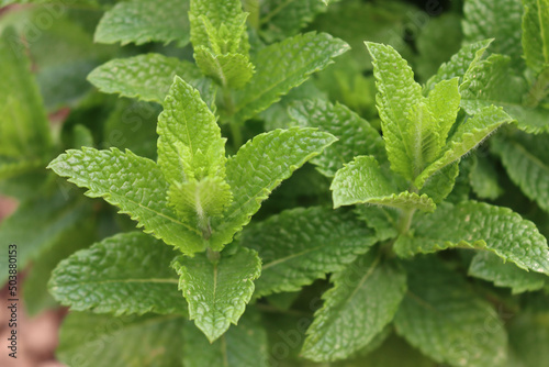 Close-up of green Mint or Peppermint plants in the vegetable garden. Mentha piperita