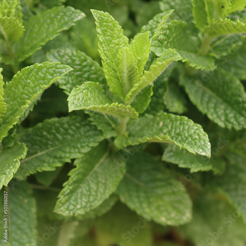 Close-up of green Mint or Peppermint plants in the vegetable garden. Mentha piperita