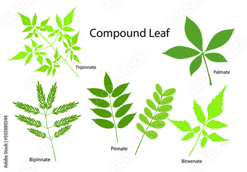 Six different kinds of compound leaf formations. Isolated in white.