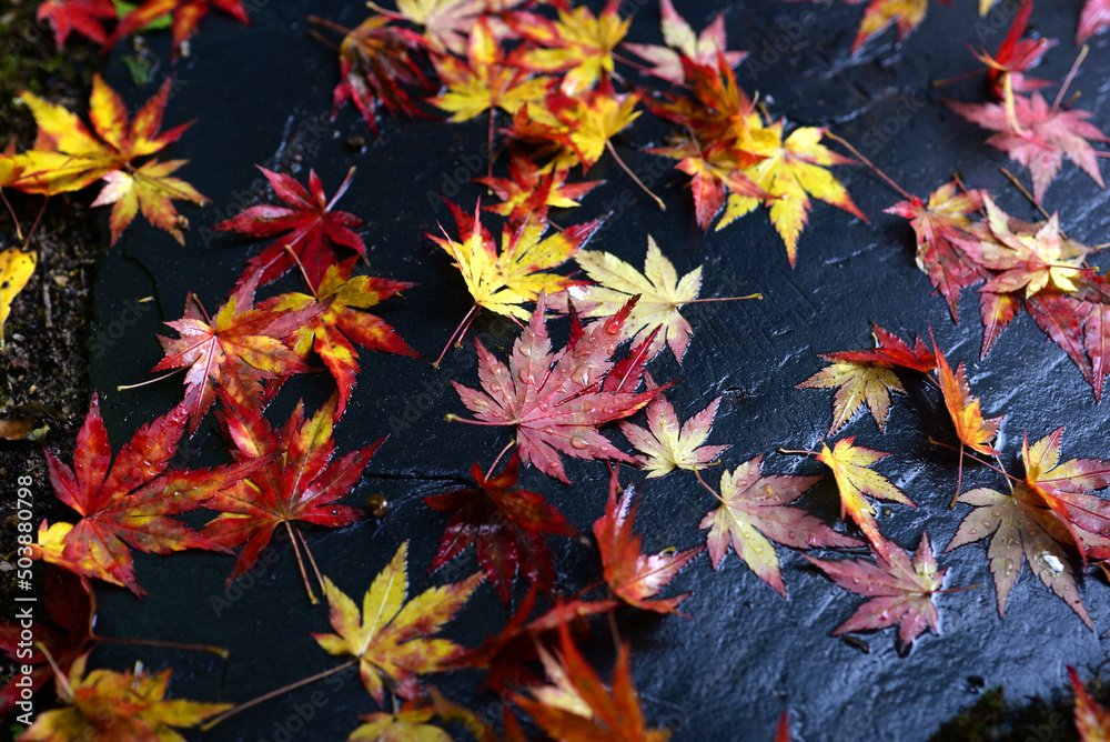 Acer érable du Japon - feuilles d'automne sous la pluie Acer érable du Japon - feuilles d'automne sous la pluie
