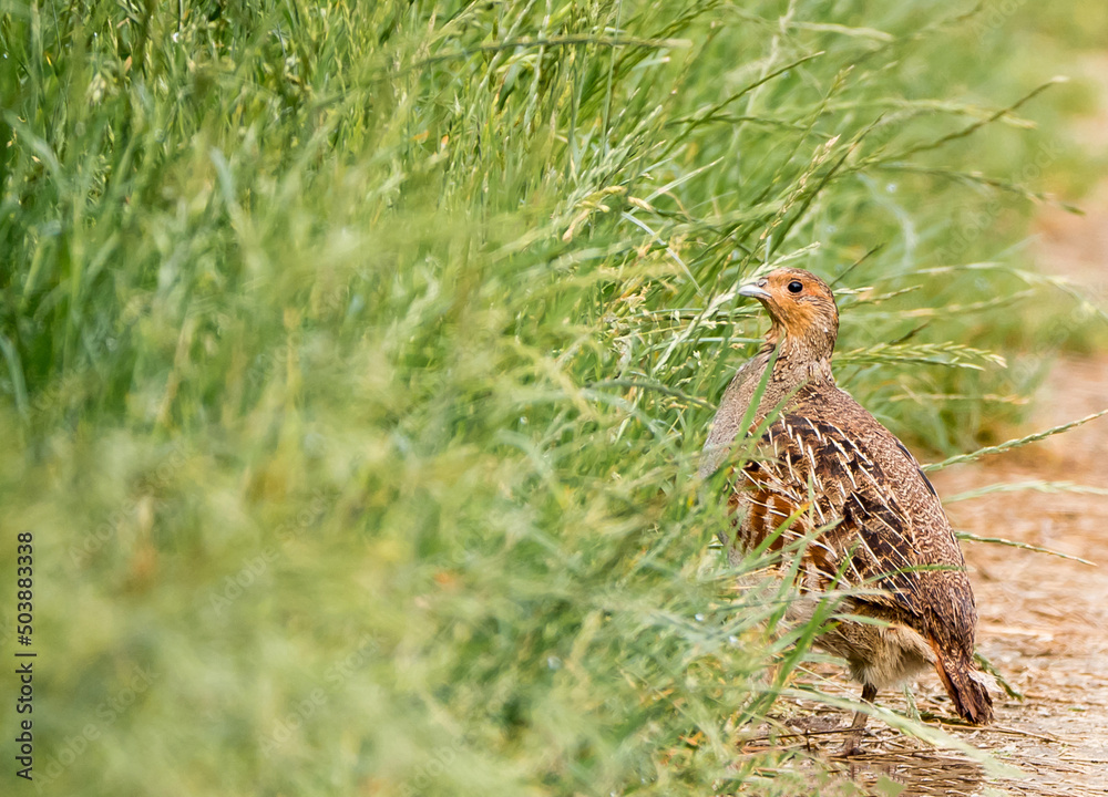 Das Rebhuhn (Perdix perdix) Das Rebhuhn (Perdix perdix)