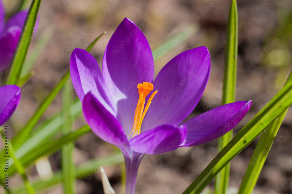 Macrophotography of a crocus on a natural background