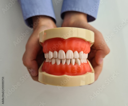 Model of jaw in hands of child. Concept of pediatric dentistry. Health of teeth and gums