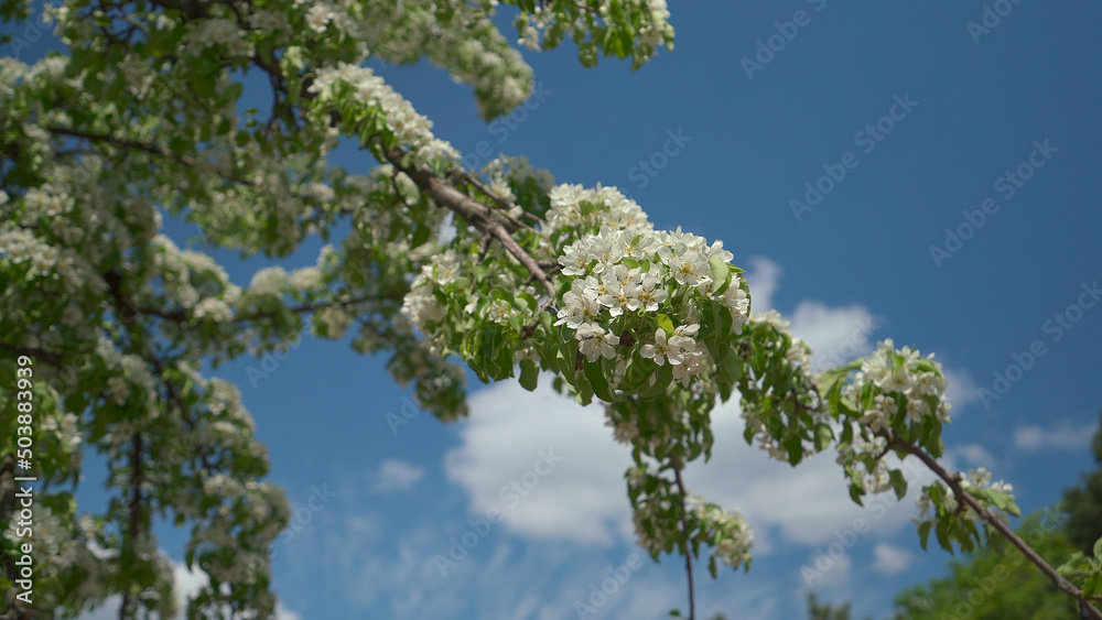 Blooming pear tree branch agains blue sky. Nature on spring Blooming pear tree branch agains blue sky. Nature on spring