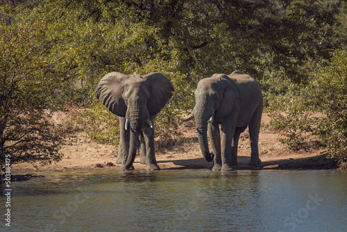 Photography Closeup of elephants drinking water from the pond in the safari