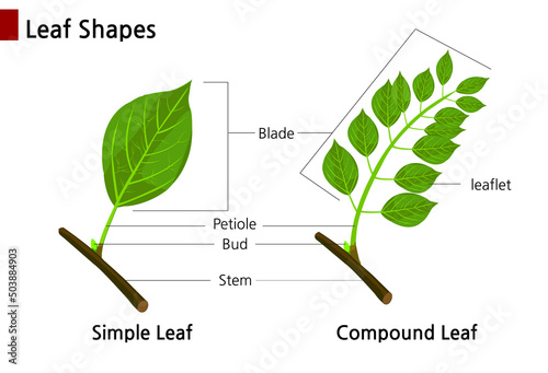 Fotografia A side-by-side comparison of simple and compound leaves