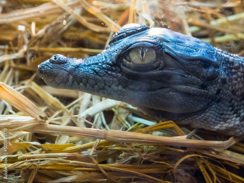 Baby crocodile's head in close up.
