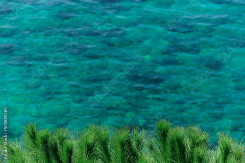 Bright green pine tree against defocused turquoise sea background. Nature beauty, summer or vacation concept
