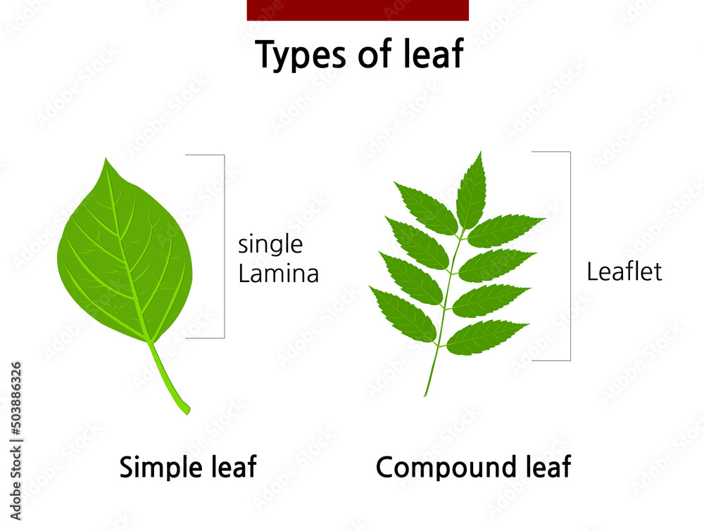 Drawing the lamina of simple and leaflet of compound leaves. Isolated