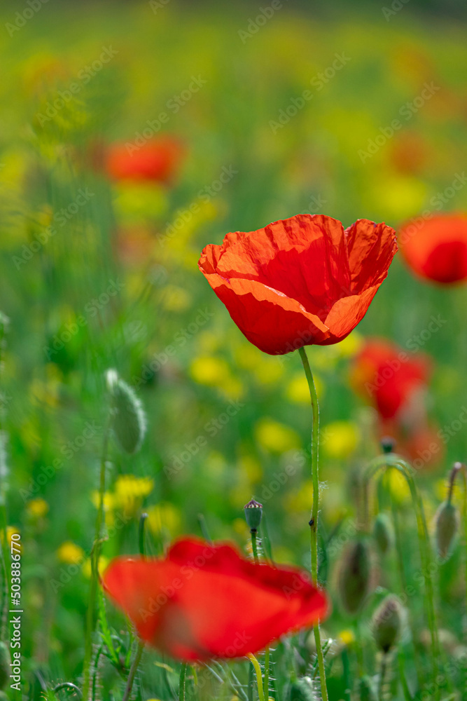 Fototapeta premium Field of Corn Poppy Flowers Papaver rhoeas in Spring