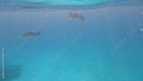 Wallpaper Mural Sunny Underwater Shot of Manta Ray in Blue Indian Ocean. Mobula Alfredi Swims in Laccadive Sea in Maldives. Torontodigital.ca