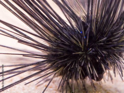 Macro photography of Long-spined black sea urchin  Diadema setosum  in a fish tank.