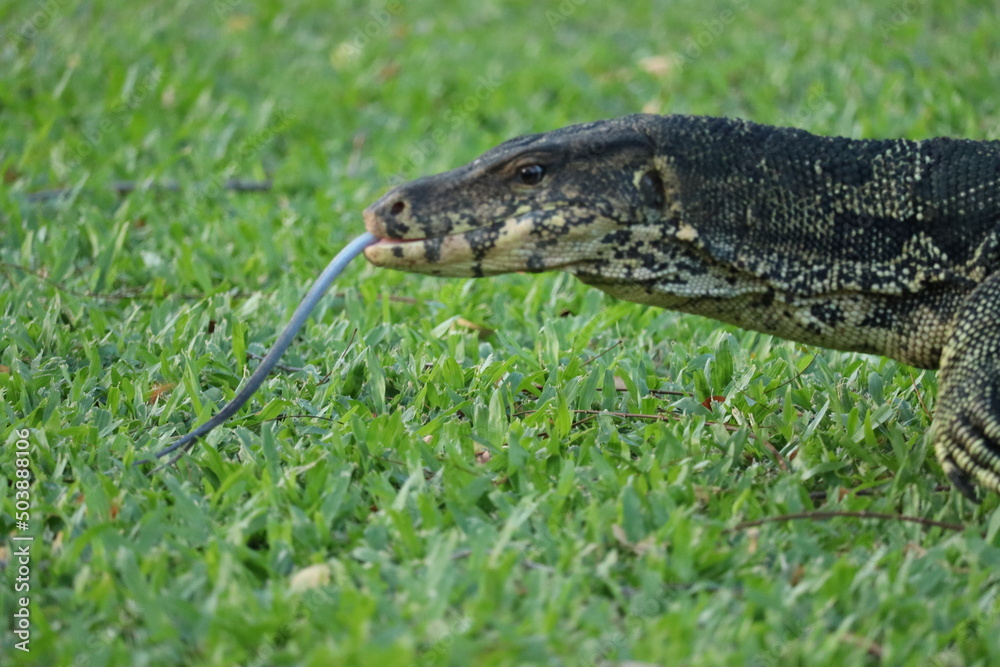 Fototapeta premium Water Monitor