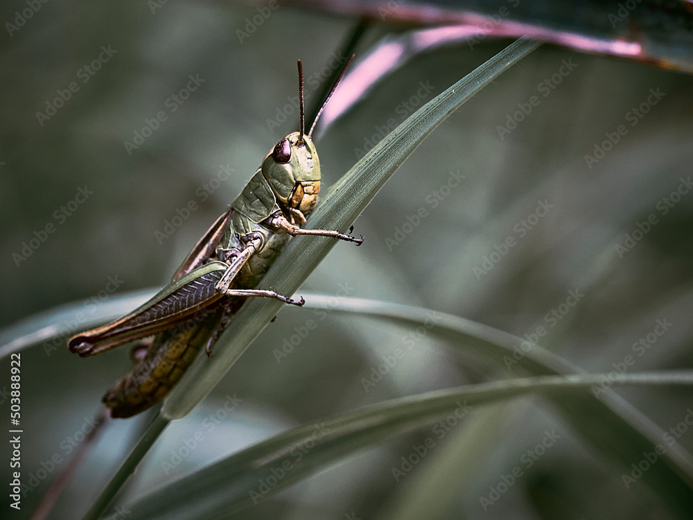 Fototapeta premium Grashüpher Halbprofil Makro