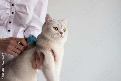 Combing the fur of a pet.