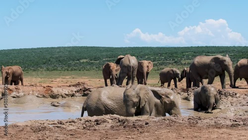 Addo Elephant Park South Africa, Family of Elephants in Addo elephant park, Elephants taking a bath in a water pool. African Elephants