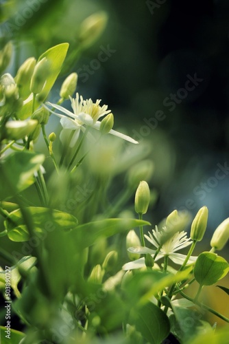 Flower and buds (sweet autumn clematis)