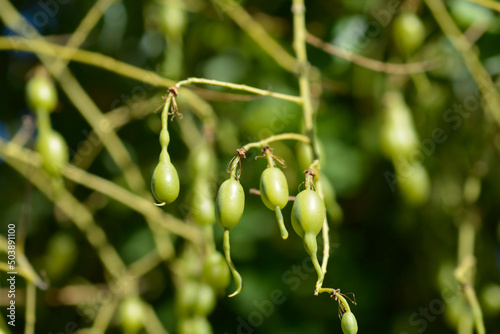 Weeping Japanese pagoda tree