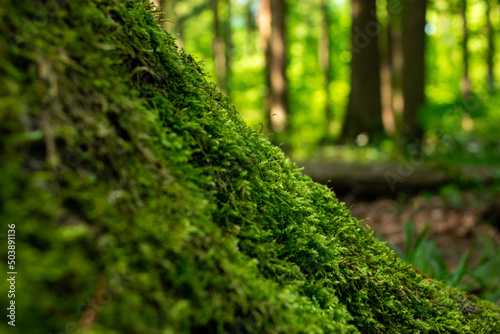 Green moss growing on a tree stump in a European forest photo