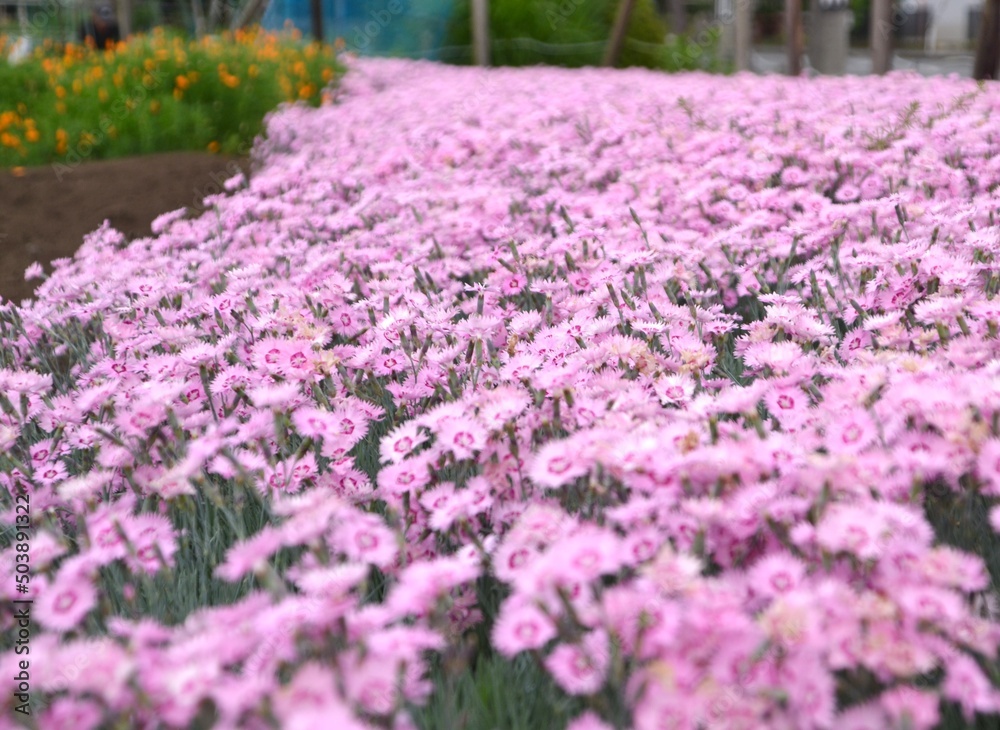 field of flowers field of flowers