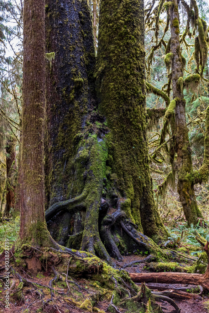 Obraz premium moss covered nurse logs in the Hoh rainforest in Olympic National park