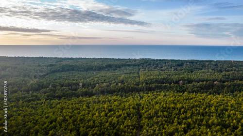 Aerial view of the lush green forest. Sea in the background.