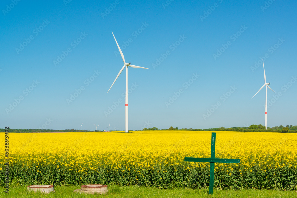 Gelbes Rapsfeld in Schleswig-Holstein mit Windkraftanlage zur Stromerzeugung Gelbes Rapsfeld in Schleswig-Holstein mit Windkraftanlage zur Stromerzeugung