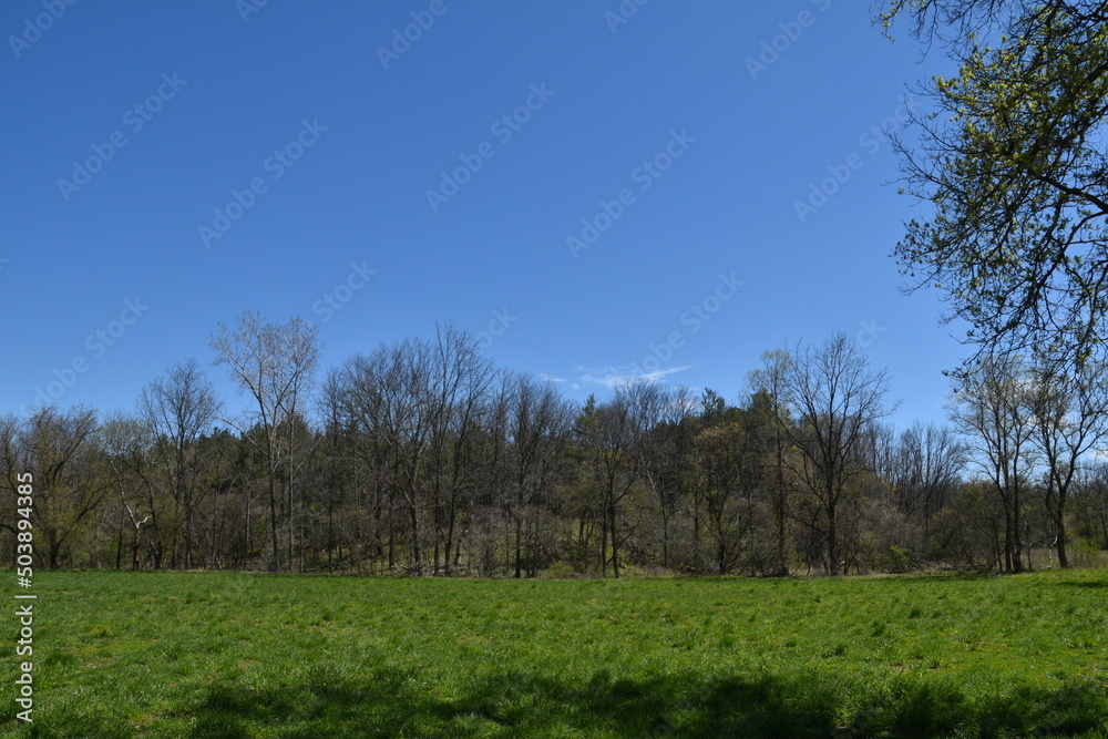 Grassy meadow near the forest