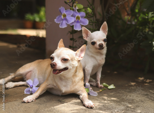 two difference size Chihuahua dogs sitting together on the floor with purple flowers, smiling and looking at camera.