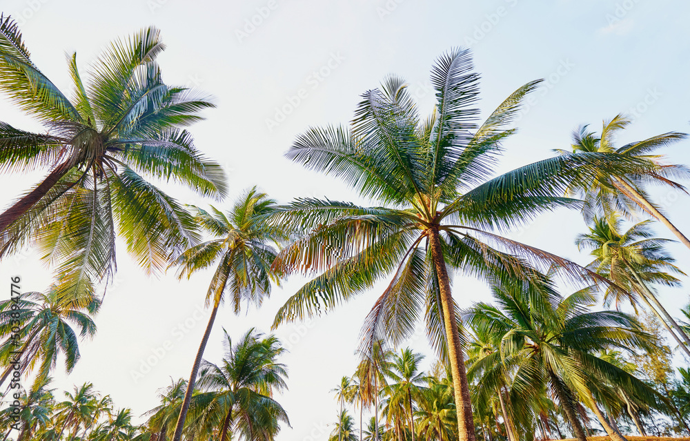 Coconut palms against blue sky.