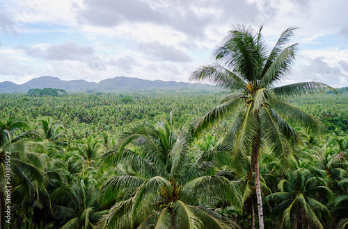 Tropical landscape. Big coconut palm trees plantation.
