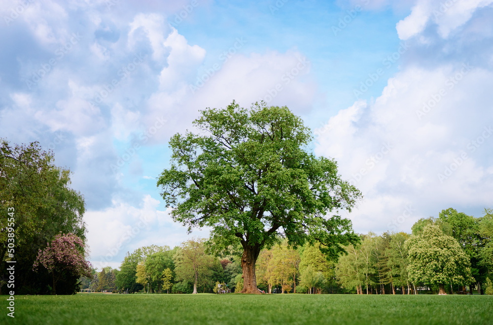 Landscape with green trees and grass field. Landscape with green trees and grass field.