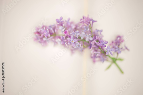 Fresh branch of lilac on the spread of a blank book