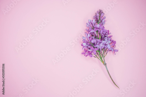 Fresh branch of lilac bush on the pink table  copy space