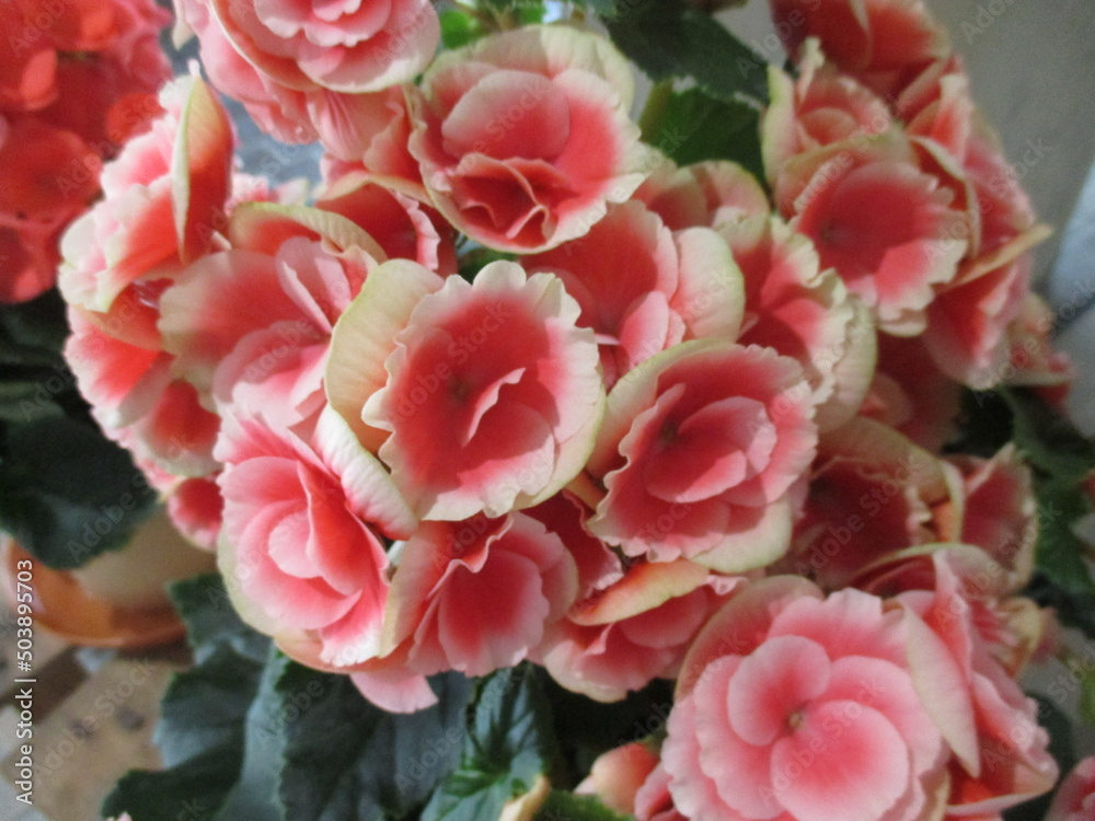 花瓶に生けられたピンクが美しい春の花 花瓶に生けられたピンクが美しい春の花