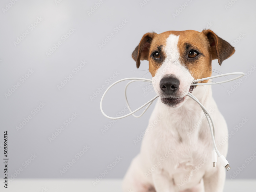 Jack russell terrier dog holding a type c cable in his teeth on a white background. Copy space. 