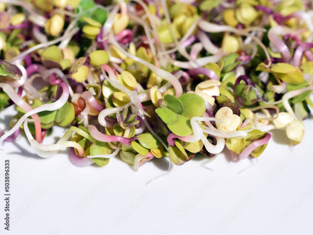 Fresh radish sprouts close up, white background. Healthy eating concept
