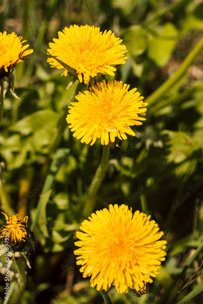 Two yellow dandelions in the grass on a sunny day Two yellow dandelions in the grass on a sunny day