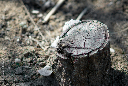 Stump after felling on ground