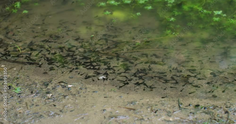 Swarm of common frog tadpoles swimming in a small pond in Europe. Top view, no people Swarm of common frog tadpoles swimming in a small pond in Europe. Top view, no people